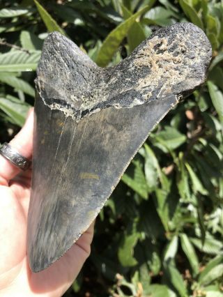 Huge Serrated 5.  95” Megalodon Tooth Fossil Shark Teeth Almost 1 Pound 6