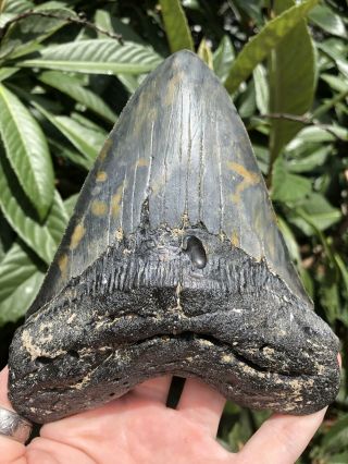 Huge Serrated 5.  95” Megalodon Tooth Fossil Shark Teeth Almost 1 Pound 7
