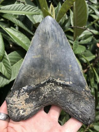 Huge Serrated 5.  95” Megalodon Tooth Fossil Shark Teeth Almost 1 Pound 8