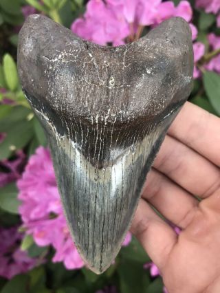 Huge 4.  96 " Megalodon Tooth Fossil Shark Teeth