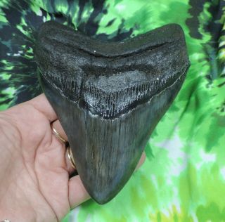 Megalodon Sharks Tooth 5 3/8  Inch Fossil Sharks Teeth Sharks Tooth