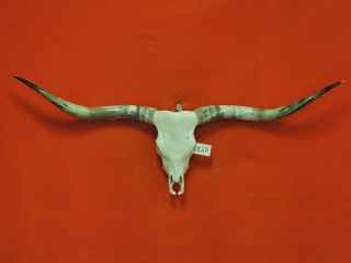 Steer Skull Mounted Horns Cow Bull Longhorns 5 Ft 11 In Skull 1820 Taxidermy