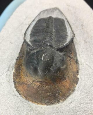Preserved Harpes Perradiatus Trilobite Fossil From Morocco (s6)