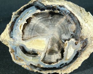A Big Highly Agatized Blue Forest Petrified Wood Fossil From Wyoming 897gr E