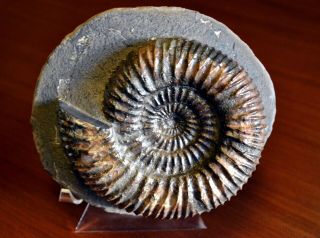 5.  5 " Speetoniceras Versicolor Ammonite Sp.  Fossil Specimen,  Russia