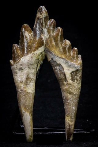 20580 - Top Rare 3.  76 Inch Pappocetus Lugardi (basilosaurus) Molar Rooted Tooth