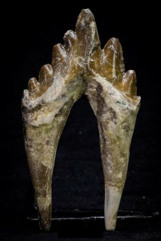 20580 - Top Rare 3.  76 Inch Pappocetus lugardi (Basilosaurus) Molar Rooted Tooth 2