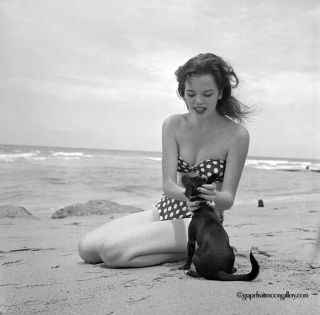 Bunny Yeager 1954 2 1/4 " 120mm Camera Negative Carol Lee Bathing Beauty With Pup