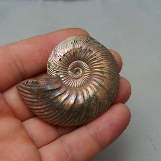 61mm Quenstedtoceras Pyrite Ammonite Fossils Callovian Fossilien Russia 2