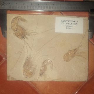 Group 4x Fossil Shrimps Carpopenaeus Callirostris From Haquel Libano Cretaceous