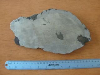Nantan,  China,  1350 gm full slice,  one side polished,  etched.  Meteorite 3