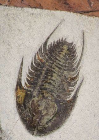 20058 - Top Rare 1.  55 Inch Neltneria Termieri Early Cambrian Redlichiid Trilobite