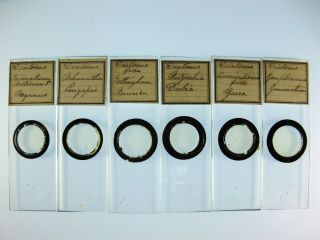 Group Of 6 Antique Microscope Slides.  Diatoms.  Worldwide Locations.