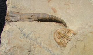 Museum Quality Trilobite And Archaeocyathid Association Piece