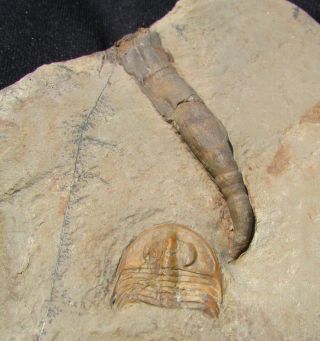 Museum Quality trilobite and Archaeocyathid association piece 2
