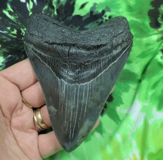Megalodon Sharks Tooth 4 9/16  Inch Fossil Sharks Teeth Tooth
