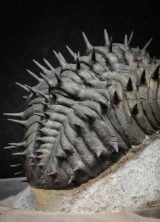 20024 - Top Huge Spiny 4.  51 Inch Drotops armatus Middle Devonian Trilobite 11