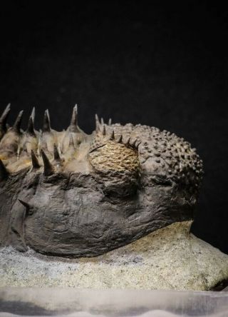20024 - Top Huge Spiny 4.  51 Inch Drotops armatus Middle Devonian Trilobite 3