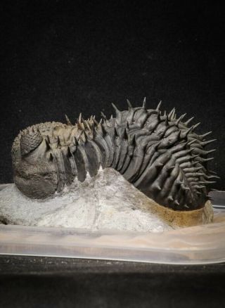 20024 - Top Huge Spiny 4.  51 Inch Drotops armatus Middle Devonian Trilobite 9
