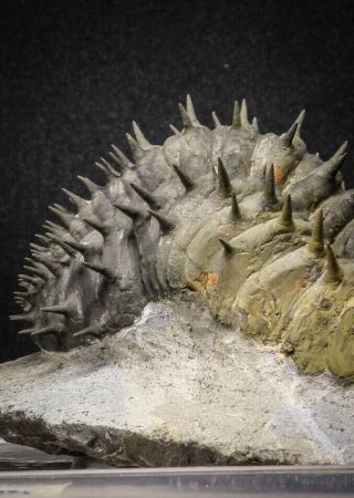 20023 - Top Huge Spiny 4.  45 Inch Drotops armatus Middle Devonian Trilobite 8