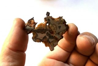 Imilac Meteorite,  Chile,  pallasite complete slice 13.  5 grams 2