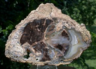 Sis: Incredible Blue Forest Petrified Wood - Fabulous Agate