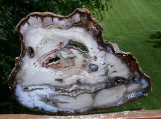 Sis: Dramatic 14 ",  Hubbard Basin Petrified Wood Round - This One Is Incredible