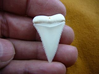 (s413 - 24) 1 - 5/16 " Modern Great White Shark Perfect Tooth Teeth Pendant Sharks