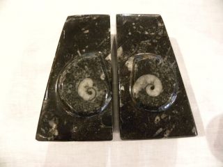 Orthoceras And Ammonite Fossil Bookends,  Shelf - Book - 8