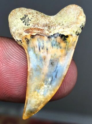 Highest Quality Mako From Bakersfield Shark Tooth Hill Fossil Megalodon Era