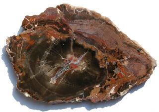 Two Polished Petrified Wood Slabs - Utah And Arizona