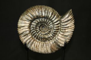 Russian Ammonite