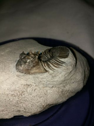 Fossils Trilobite Scabriscutellum Sp From Morocco
