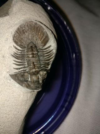 Fossils trilobite Scabriscutellum sp From Morocco 3