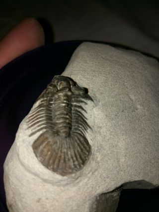 Fossils trilobite Scabriscutellum sp From Morocco 4