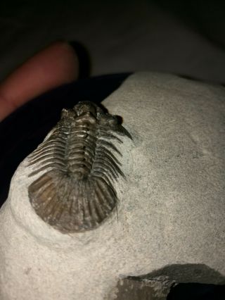 Fossils trilobite Scabriscutellum sp From Morocco 5