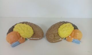 Vintage Human Brain Anatomical Papier Mache Plaster model biology Anatomy 2
