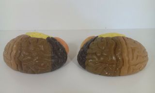 Vintage Human Brain Anatomical Papier Mache Plaster model biology Anatomy 3