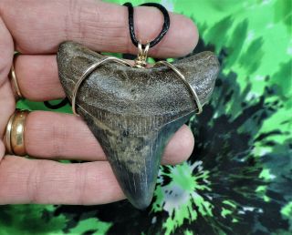 2 5/8  Megalodon Sharks Tooth Necklace Jewelry No Restorations