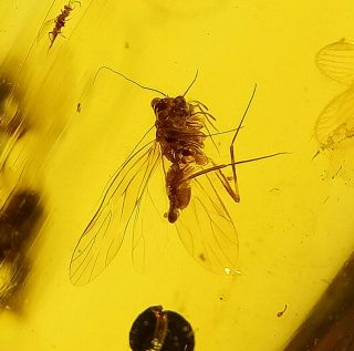 Many Neuroptera.  Burmite 100 Natural Myanmar Insect Amber Fossil. 4