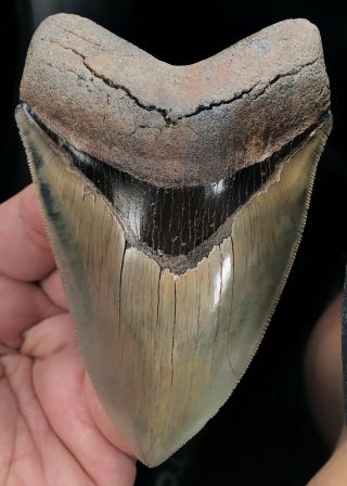 Large Upper Anterior Megalodon Fossil Shark Tooth Razor Sharp And 99 Perfect.