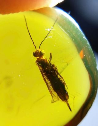 Snakefly（rhaphidiopte）.  Burmite 100 Natural Myanmar Insect Amber Fossil.