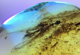 Rare Snakefly Neuroptera.  Burmite 100 Natural Myanmar Insect Amber Fossil.