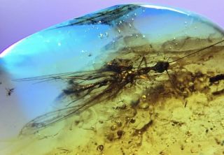 Rare snakefly Neuroptera.  Burmite 100 Natural Myanmar Insect Amber Fossil. 2
