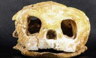 07040 - Museum Grade 5.  31 Inch Complete Cretaceous Chelonioid Sea Turtle Skull
