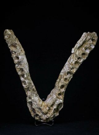 20560 - Museum Grade 8.  50  Elasmosaurus (zarafasaura Oceanis) Complete Jaw Bone