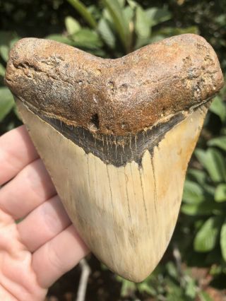 Huge Colorful 4.  43” Megalodon Tooth Fossil Shark Teeth