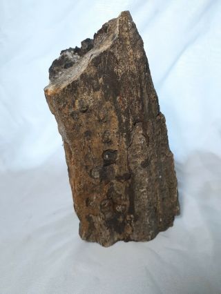 Petrified Wood Rough Large 6lb 5oz 8.  25x4.  5x4.  5” Fossil Paperweight Specimen
