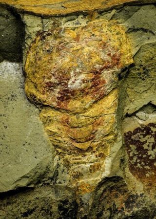21096 - Museum Grade Soft Bodied Aglaspid (tremaglaspis Vanroyi) Lower Ordovician