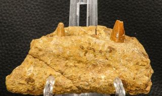 07745 - Top Rare 4.  02 Inch Spinosaurus Dinosaur Partial Right Dentary Bone